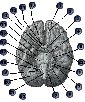 Practice your nerve names Anatomy 