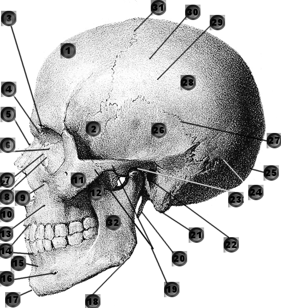 Skull learn bones of 