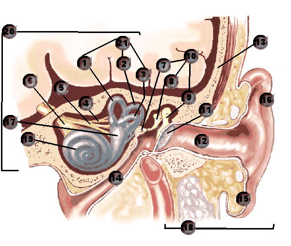 ear study