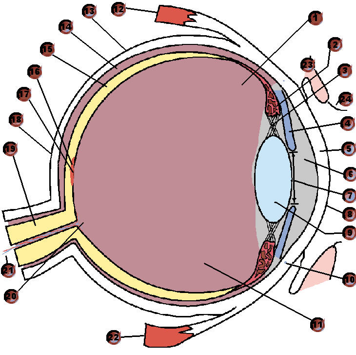 practice identification human eye