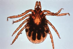 Ixodes