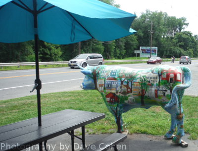 cow bull steer