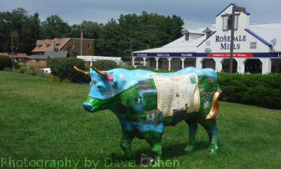 cow bull steer