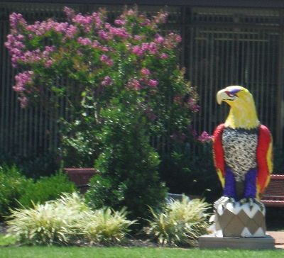 Eagle at library