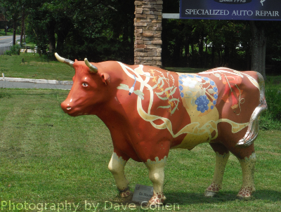 cow bull steer